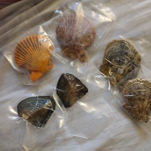 Oyster with authentic pearls inside